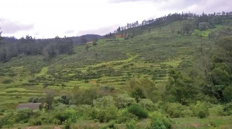 View of the neglected Guinness Park at Kuruthukuli village near Ooty. (Photo: DC) View of the neglected Guinness Park at Kuruthukuli village near Ooty. (Photo: DC)