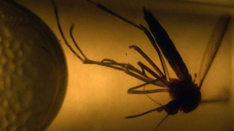 The disease has so far been connected to birth defects (Photo: AFP) The disease has so far been connected to birth defects (Photo: AFP)