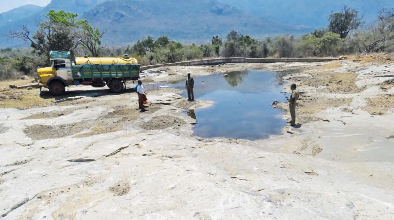 Water tankers are being pressed into service inside the woods in MTR buffer zone limits. (Photo: DC) Water tankers are being pressed into service inside the woods in MTR buffer zone limits. (Photo: DC)