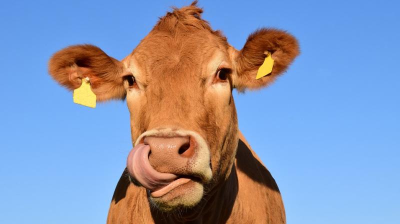 According to EU Commission guidelines, ‘a certification must accompany animals en route to the EU, when they are presented for entry into the EU at an approved EU Border Inspection Post’. (Representational Image/ Pixabay) According to EU Commission guidelines, ‘a certification must accompany animals en route to the EU, when they are presented for entry into the EU at an approved EU Border Inspection Post’. (Representational Image/ Pixabay)