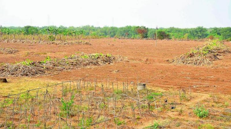 Ms Daisy also faced a criminal court proceeding for encroaching on yet another chunk of 38 acres in Pattighat reserve forest. (Representational image) Ms Daisy also faced a criminal court proceeding for encroaching on yet another chunk of 38 acres in Pattighat reserve forest. (Representational image)