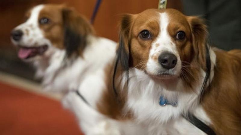 Nederlandse kooikerhondje, Escher, right, and Rhett are shown during a news conference at the American Kennel Club headquarters, Wednesday, Jan. 10, 2018, in New York. The club announced that it's recognizing the Nederlandse kooikerhondje and the grand basset griffon Vendeen. (Photo: AP) Nederlandse kooikerhondje, Escher, right, and Rhett are shown during a news conference at the American Kennel Club headquarters, Wednesday, Jan. 10, 2018, in New York. The club announced that it's recognizing the Nederlandse kooikerhondje and the grand basset griffon Vendeen. (Photo: AP)
