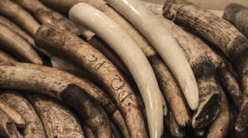 Tusks Tusks