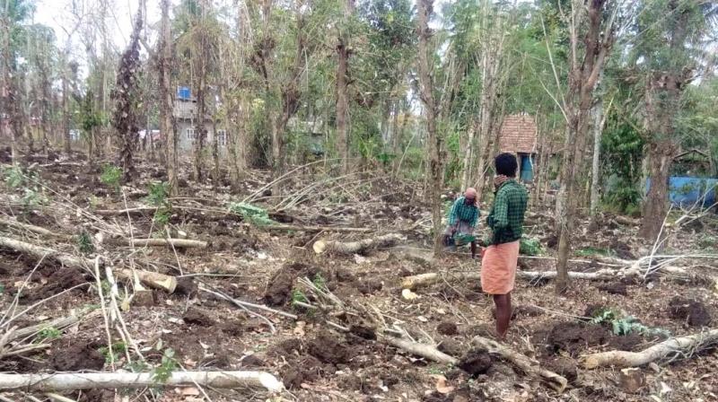 A farmer supervise the cutting of trees and removing pepper vines in his farm at Krigannoor, Mullankolly, Wayanad. A farmer supervise the cutting of trees and removing pepper vines in his farm at Krigannoor, Mullankolly, Wayanad.