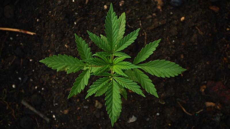 Study indicated that CBD may be effective in psychosis. (Photo: Pixabay) Study indicated that CBD may be effective in psychosis. (Photo: Pixabay)