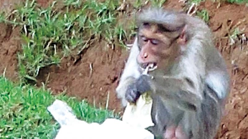 A monkey is seen eating a throwaway plastic bag with left over food in it near Thalaikundah area in Ooty. (Photo : DC) A monkey is seen eating a throwaway plastic bag with left over food in it near Thalaikundah area in Ooty. (Photo : DC)