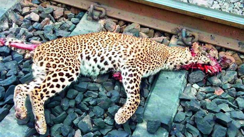 A year-old leopard was found dead on the railway tracks near Chelima in the Nandyal forest division on Friday. A year-old leopard was found dead on the railway tracks near Chelima in the Nandyal forest division on Friday.