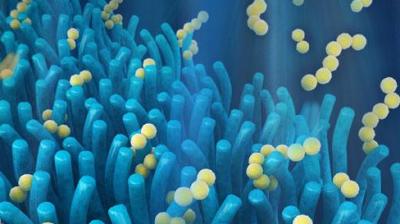 This study opens the door to understanding how organs are formed during their development. (Representational Photo: File)