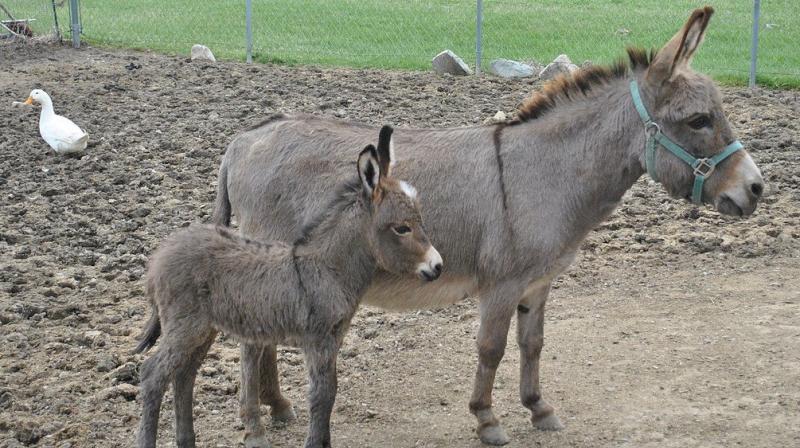 In the annual fair, held near the banks of Kshipra river, the donkeys were brought for sell from the states like Maharashtra, Rajasthan, and Gujarat besides from Madhya Pradesh. (Representational Image) In the annual fair, held near the banks of Kshipra river, the donkeys were brought for sell from the states like Maharashtra, Rajasthan, and Gujarat besides from Madhya Pradesh. (Representational Image)