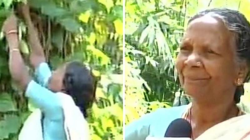 Amma, whose husband died two years back, stays alone in the forest and grows medicinal plants around her house; her two sons passed away and the third one is working in the Railways. (Photo: ANI) Amma, whose husband died two years back, stays alone in the forest and grows medicinal plants around her house; her two sons passed away and the third one is working in the Railways. (Photo: ANI)