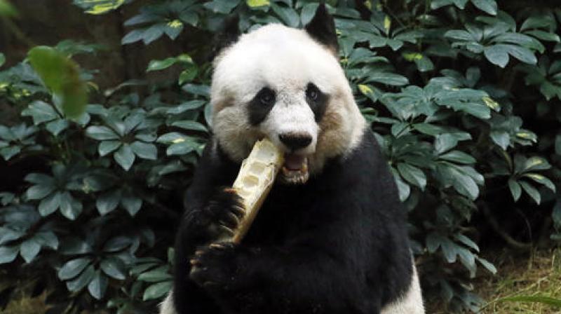 Giant panda Jia Jia eats bamboo next to her birthday cake made with ice and vegetables. (Photo: AP) Giant panda Jia Jia eats bamboo next to her birthday cake made with ice and vegetables. (Photo: AP)