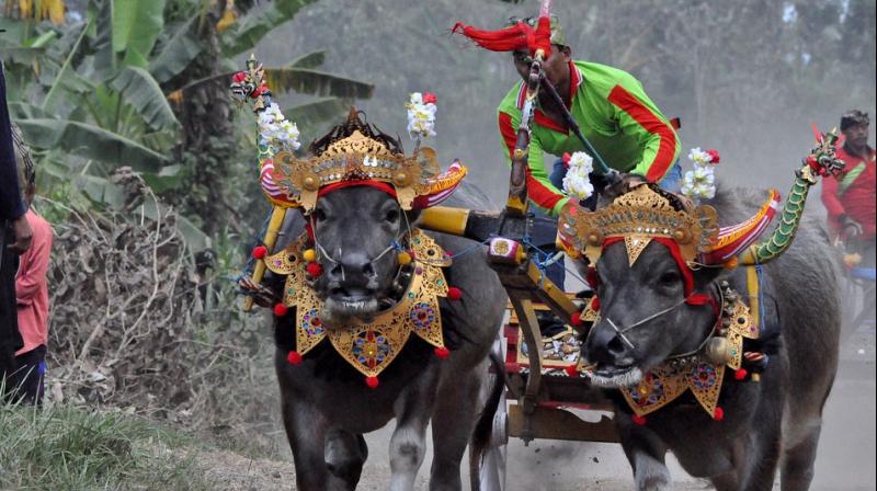 The footage, taken at the Kolumakondan in Dindigul District on January 21 and S Kumarapalayam in Coimbatore District on February 4, shows bulls being electro-shocked, roughly pulled by their nose ropes, and beaten and jabbed with nail-tipped, pointed wooden sticks and their tails being bitten and yanked to make them run faster. The footage, taken at the Kolumakondan in Dindigul District on January 21 and S Kumarapalayam in Coimbatore District on February 4, shows bulls being electro-shocked, roughly pulled by their nose ropes, and beaten and jabbed with nail-tipped, pointed wooden sticks and their tails being bitten and yanked to make them run faster.