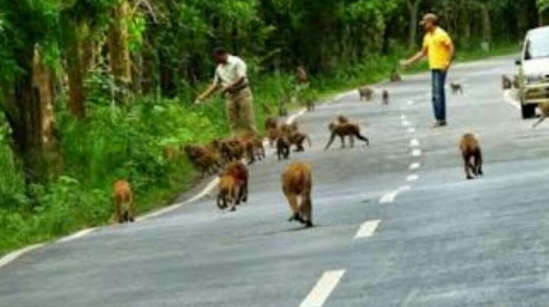 Motorists stop to feed monkeys on the Srisailam highway, exposing them to danger. Motorists stop to feed monkeys on the Srisailam highway, exposing them to danger.