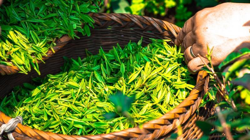 The use of tea leaf extract in the production of quantum dots makes the process cheaper and less poisonous to healthy cells surrounding cancerous cells. (Photo: Pixabay) The use of tea leaf extract in the production of quantum dots makes the process cheaper and less poisonous to healthy cells surrounding cancerous cells. (Photo: Pixabay)
