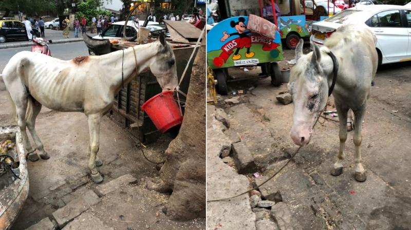 The Cuffe Parade police filed an First Information Report against the custodians of the horses under Sections 3, 11(1)(a), (f), (h) of the Prevention of Cruelty to Animals Act, 1960. The Cuffe Parade police filed an First Information Report against the custodians of the horses under Sections 3, 11(1)(a), (f), (h) of the Prevention of Cruelty to Animals Act, 1960.