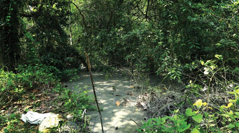The spot in the forest where KSEBL deposited slurry. The spot in the forest where KSEBL deposited slurry.