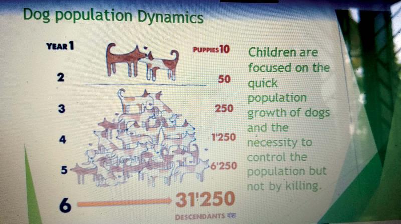 Dog population dynamics. Image: DC Dog population dynamics. Image: DC