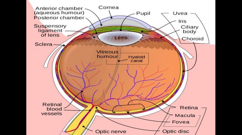 A brain implant that stimulates the visual cortex directly is another strategy even though risky. (Photo: ANI) A brain implant that stimulates the visual cortex directly is another strategy even though risky. (Photo: ANI)