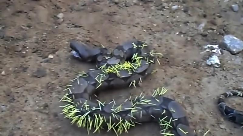 The video is too painful to watch (Photo: YouTube) The video is too painful to watch (Photo: YouTube)