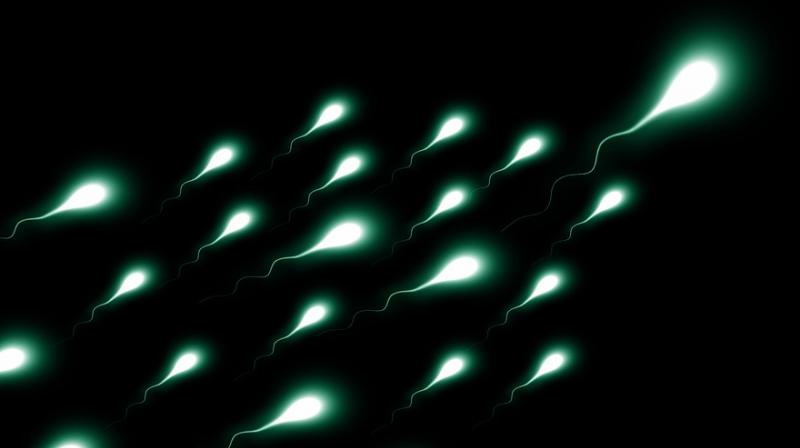 Sperm swims up to reach the egg, assisted by a pulsatile rise in calcium ion concentration in the sperm tail that controls its beating. (Photo: Pixabay) Sperm swims up to reach the egg, assisted by a pulsatile rise in calcium ion concentration in the sperm tail that controls its beating. (Photo: Pixabay)