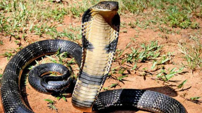 (Representational image) (Representational image)