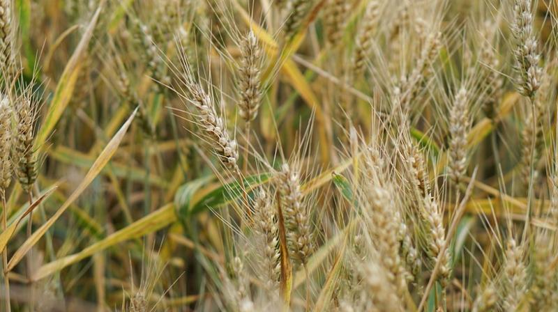 The NASA experiments involved using continuous light on wheat which triggered early reproduction in the plants. The NASA experiments involved using continuous light on wheat which triggered early reproduction in the plants.
