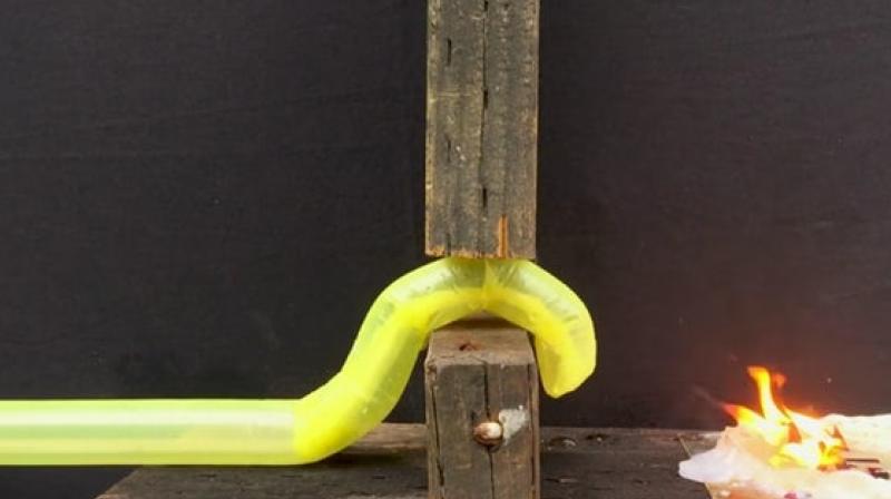 A newly developed vine-like robot can grow across long distances without moving its whole body. It could prove useful in search and rescue operations and medical applications. (Image: Stanford University) A newly developed vine-like robot can grow across long distances without moving its whole body. It could prove useful in search and rescue operations and medical applications. (Image: Stanford University)