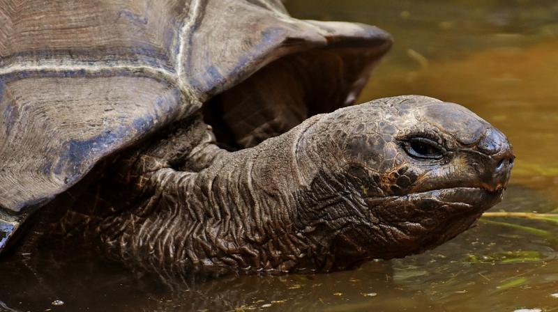 Jonathan spent 26 years having sex with a tortoise called Frederica, until it turned out that Frederica was actually male. (Photo: Pixabay) Jonathan spent 26 years having sex with a tortoise called Frederica, until it turned out that Frederica was actually male. (Photo: Pixabay)