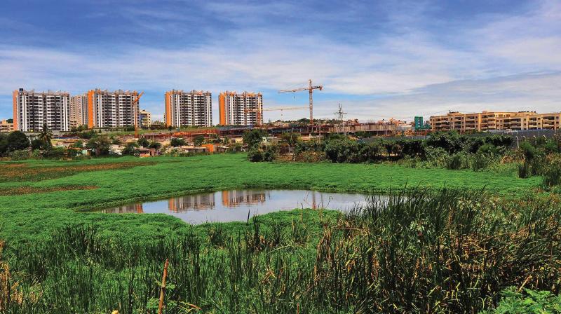Weed infested Subramanayapura Lake Weed infested Subramanayapura Lake