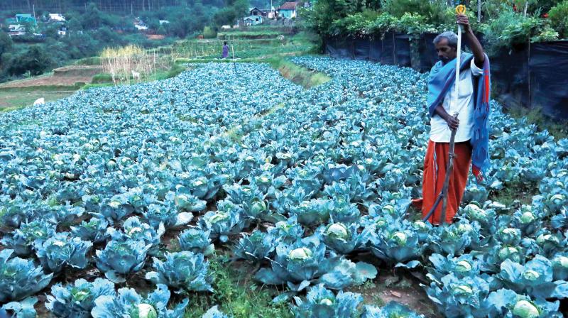 The agriculture department has launched good agricultural practices in 12,000 hectares. It has already collected samples from around 300 clusters to get them tested at accredited labs under the Agricultural and Processed Food Products Export Development Authority. (In Pic): A cabbage farm in Kanthallur in Idukki district The agriculture department has launched good agricultural practices in 12,000 hectares. It has already collected samples from around 300 clusters to get them tested at accredited labs under the Agricultural and Processed Food Products Export Development Authority. (In Pic): A cabbage farm in Kanthallur in Idukki district