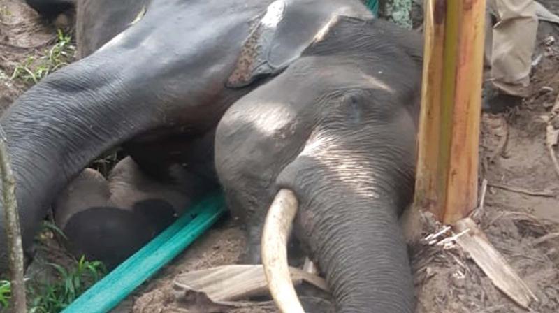 The forest team took over the body. The postmortem would be conducted on Wednesday to identify the exact reason of death. The forest team took over the body. The postmortem would be conducted on Wednesday to identify the exact reason of death.
