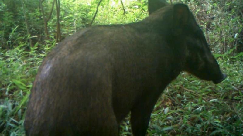 Their goal was to get a clearer sense of population levels and find ways to boost conservation of a "highly threatened species" (Photo: AFP) Their goal was to get a clearer sense of population levels and find ways to boost conservation of a "highly threatened species" (Photo: AFP)
