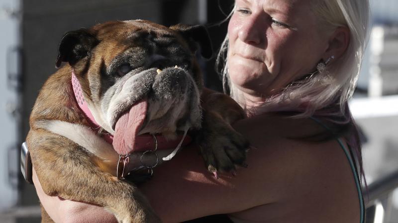 Zsa Zsa, an English Bulldog, is carried by owner Megan Brainard during the World's Ugliest Dog Contest at the Sonoma-Marin Fair in Petaluma, Calif., Saturday, June 23, 2018. Zsa Zsa won the contest. (Photo: AP) Zsa Zsa, an English Bulldog, is carried by owner Megan Brainard during the World's Ugliest Dog Contest at the Sonoma-Marin Fair in Petaluma, Calif., Saturday, June 23, 2018. Zsa Zsa won the contest. (Photo: AP)
