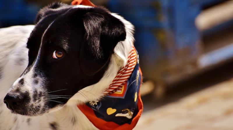 Avoid taking your pets out in water-logged areas (Photo: Pixabay) Avoid taking your pets out in water-logged areas (Photo: Pixabay)