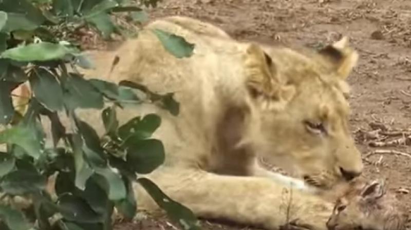 Lion seen in the video seems to be taking care of the antelope (Photo: Youtube) Lion seen in the video seems to be taking care of the antelope (Photo: Youtube)