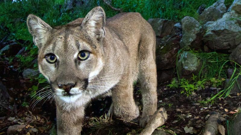 Study says Mountain lions are so afraid of humans that they flee when they hear our voices (Photo: AP) Study says Mountain lions are so afraid of humans that they flee when they hear our voices (Photo: AP)