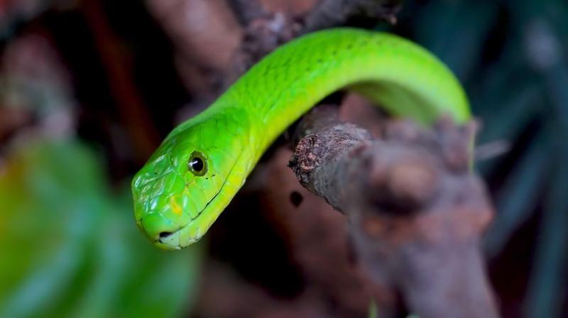 The peptide from green mamba venom can treat PKD (Photo: Pixabay) The peptide from green mamba venom can treat PKD (Photo: Pixabay)