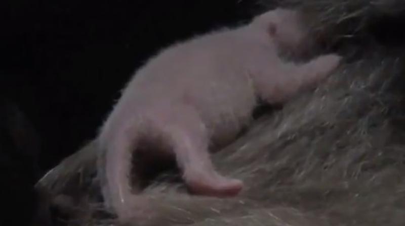 Video of ShinShin's new baby (Photo: Twitter) Video of ShinShin's new baby (Photo: Twitter)