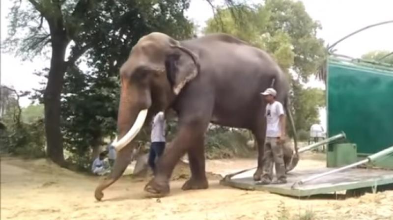 Gajraj takes his first tentative steps towards freedom (Photo: Youtube) Gajraj takes his first tentative steps towards freedom (Photo: Youtube)