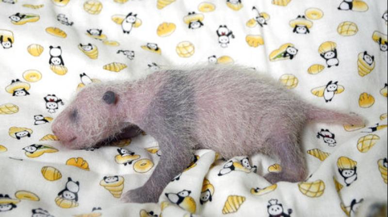 This Thursday, June 22, 2017 image released by Tokyo Zoological Park Society, shows a 10-day giant panda cub at Ueno Zoo in Tokyo. Ueno Zoo said Friday, June 23, 2017 the panda, born on June 12, was ruled a female by examining experts. The still nameless cub has been doing well, drinking mother ShinShin's milk. Panda cubs gradually get black markings on their ears, eyes and paws, and the spots were starting to show. (Tokyo Zoological Park Society via AP) This Thursday, June 22, 2017 image released by Tokyo Zoological Park Society, shows a 10-day giant panda cub at Ueno Zoo in Tokyo. Ueno Zoo said Friday, June 23, 2017 the panda, born on June 12, was ruled a female by examining experts. The still nameless cub has been doing well, drinking mother ShinShin's milk. Panda cubs gradually get black markings on their ears, eyes and paws, and the spots were starting to show. (Tokyo Zoological Park Society via AP)