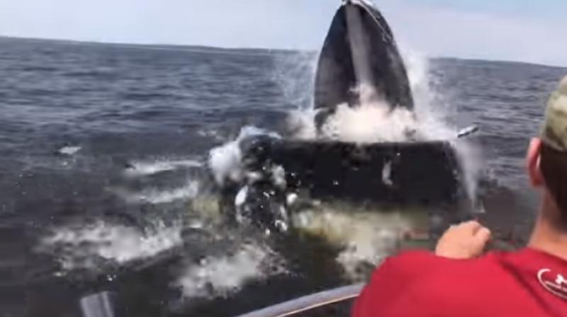 Whale breaches near boat off the shore of NJ coast (Photo: Youtube) Whale breaches near boat off the shore of NJ coast (Photo: Youtube)