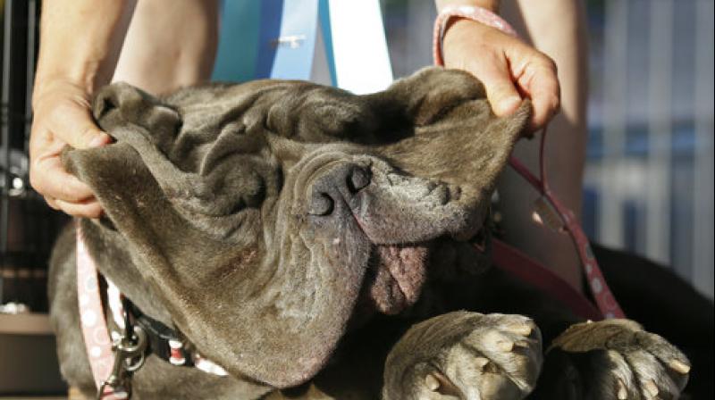Shirley Zindler, of Sebastopol, Calif, lifts up the jowls of Martha, a Neapolitan mastiff, during the World's Ugliest Dog Contest at the Sonoma-Marin Fair on Friday, June 23, 2017, in Petaluma, Calif. Martha was the winner of the event. (AP Photo/Eric Risberg) Shirley Zindler, of Sebastopol, Calif, lifts up the jowls of Martha, a Neapolitan mastiff, during the World's Ugliest Dog Contest at the Sonoma-Marin Fair on Friday, June 23, 2017, in Petaluma, Calif. Martha was the winner of the event. (AP Photo/Eric Risberg)