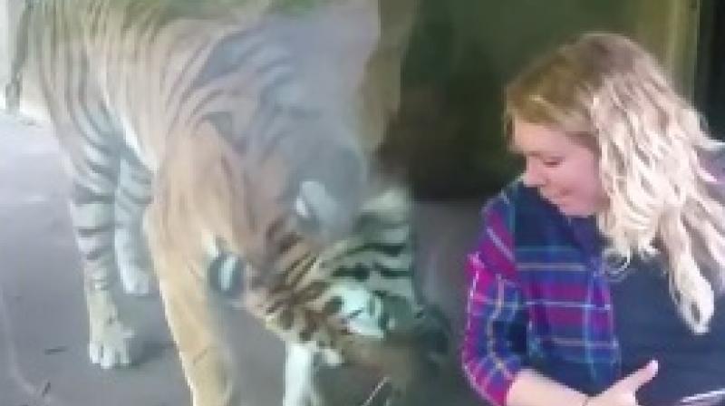 Tiger trying to come closer to Natasha (Photo: Facebook) Tiger trying to come closer to Natasha (Photo: Facebook)