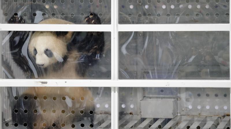 Giant panda Meng Meng looks out of its container during a presentation after the arrival from China at the airport Schoenefeld near Berlin, Saturday, June 24, 2017. Two giant pandas from China have landed safely in Berlin where they are being welcomed by the German capital's mayor and the Chinese ambassador. Meng Meng and Jiao Qing were treated like royalty on their 12-hour-flight from Chengdu in southwestern China — their entourage included a Berlin veterinarian, two Chinese zookeepers and traveling press. The German capital is going nuts over the cute bears, which will first be presented to the public at the zoo on July 6. (AP Photo/Markus Schreiber) Giant panda Meng Meng looks out of its container during a presentation after the arrival from China at the airport Schoenefeld near Berlin, Saturday, June 24, 2017. Two giant pandas from China have landed safely in Berlin where they are being welcomed by the German capital's mayor and the Chinese ambassador. Meng Meng and Jiao Qing were treated like royalty on their 12-hour-flight from Chengdu in southwestern China — their entourage included a Berlin veterinarian, two Chinese zookeepers and traveling press. The German capital is going nuts over the cute bears, which will first be presented to the public at the zoo on July 6. (AP Photo/Markus Schreiber)