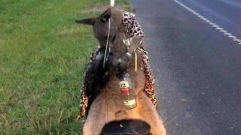 Image of the Kangaroo killed in the grisly manner (Photo: AFP) Image of the Kangaroo killed in the grisly manner (Photo: AFP)