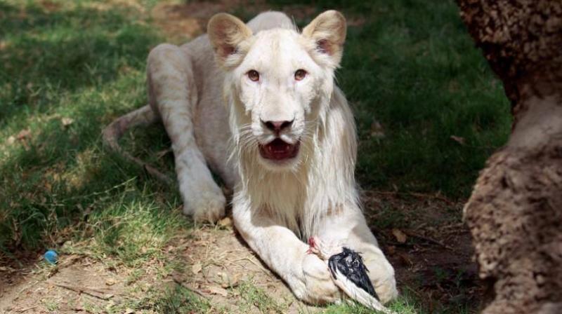 Rare white lion makes first appearance in Baghdad's Al Zawra zoo (Photo: Facebook) Rare white lion makes first appearance in Baghdad's Al Zawra zoo (Photo: Facebook)