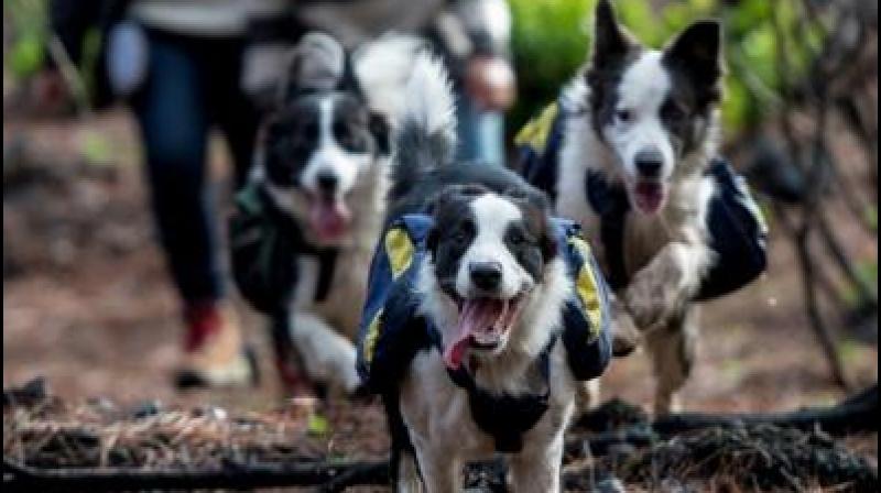 The female dogs are named Das, Olivia, and Summer (Photo: AFP) The female dogs are named Das, Olivia, and Summer (Photo: AFP)