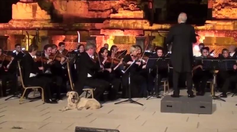 The dog who stole the orchestra show (Photo: Youtube) The dog who stole the orchestra show (Photo: Youtube)