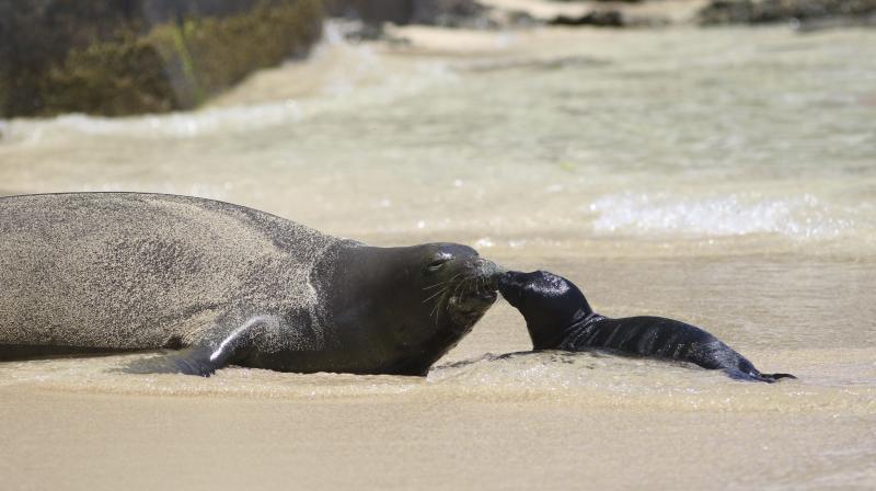 This Thursday, June 29, 2017 photo shows a Hawaiian monk seal and her newborn pup on a Waikiki beach in Honolulu. The pup, born late Wednesday or early Thursday, is the first seal to be born in the densely populated tourist district since the National Oceanic and Atmospheric Administration began keeping track in the 1970s. (AP Photo/Audrey McAvoy) This Thursday, June 29, 2017 photo shows a Hawaiian monk seal and her newborn pup on a Waikiki beach in Honolulu. The pup, born late Wednesday or early Thursday, is the first seal to be born in the densely populated tourist district since the National Oceanic and Atmospheric Administration began keeping track in the 1970s. (AP Photo/Audrey McAvoy)