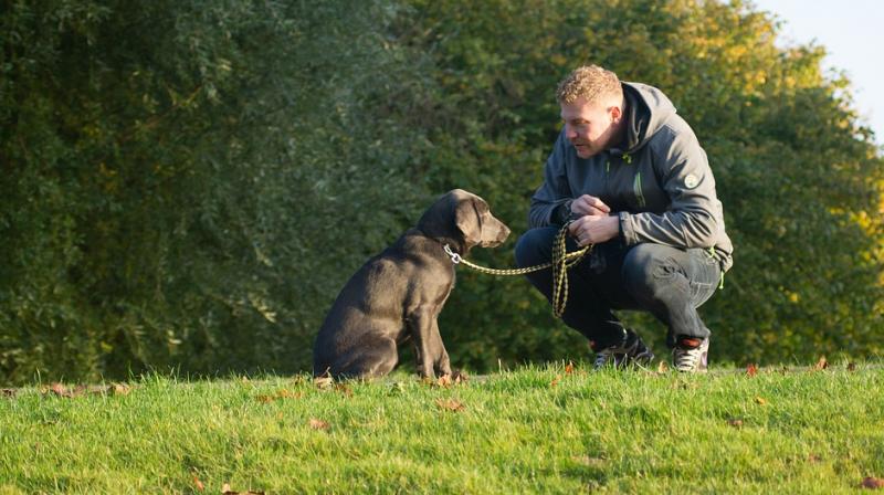 Pets can help build social capital is not just a social nicety or quirky sociological observation (Photo: Pixabay) Pets can help build social capital is not just a social nicety or quirky sociological observation (Photo: Pixabay)